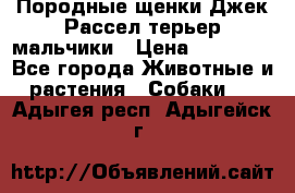 Породные щенки Джек Рассел терьер-мальчики › Цена ­ 40 000 - Все города Животные и растения » Собаки   . Адыгея респ.,Адыгейск г.
